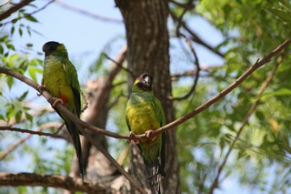 Pantanal  - papoušci