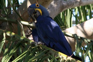 Pantanal – Ara hyacintový